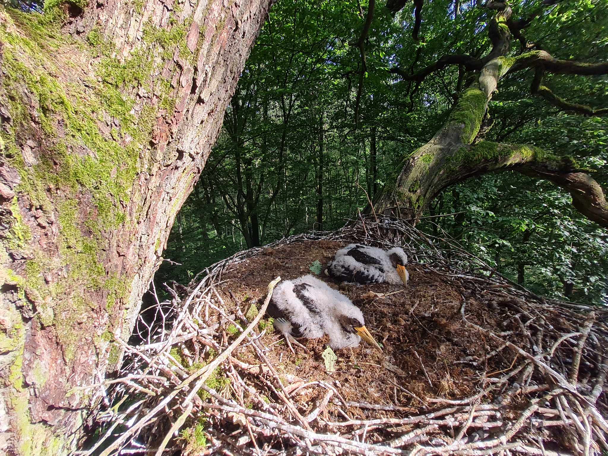 Zdjęcie przedstawia dwa młode bociany czarne siedzące w gnieździe. Fot. Jakub Pruchniewicz