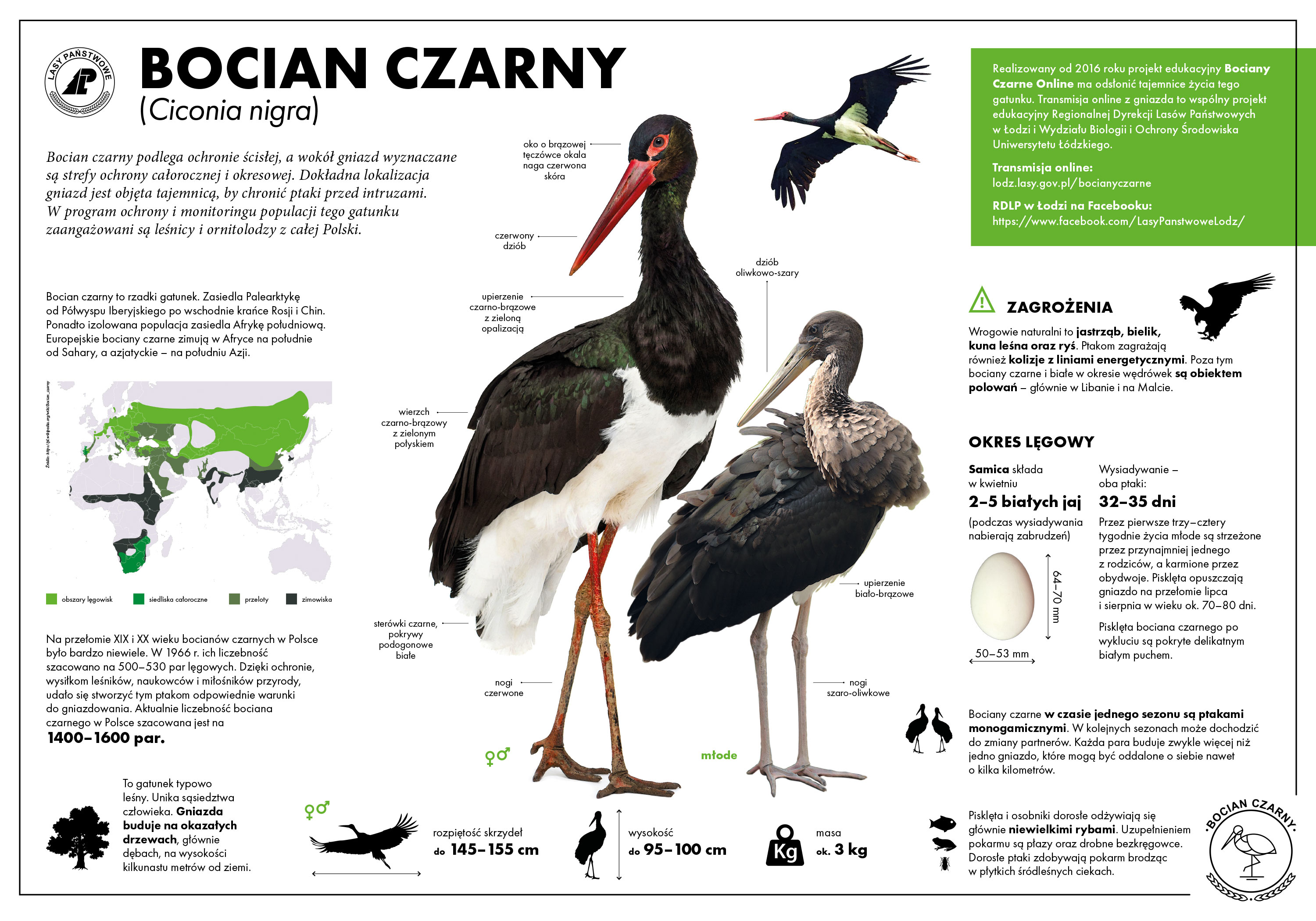 Infografika Lasów Państwowych przedstawiająca ciekawostki na temat bociana czarnego. 