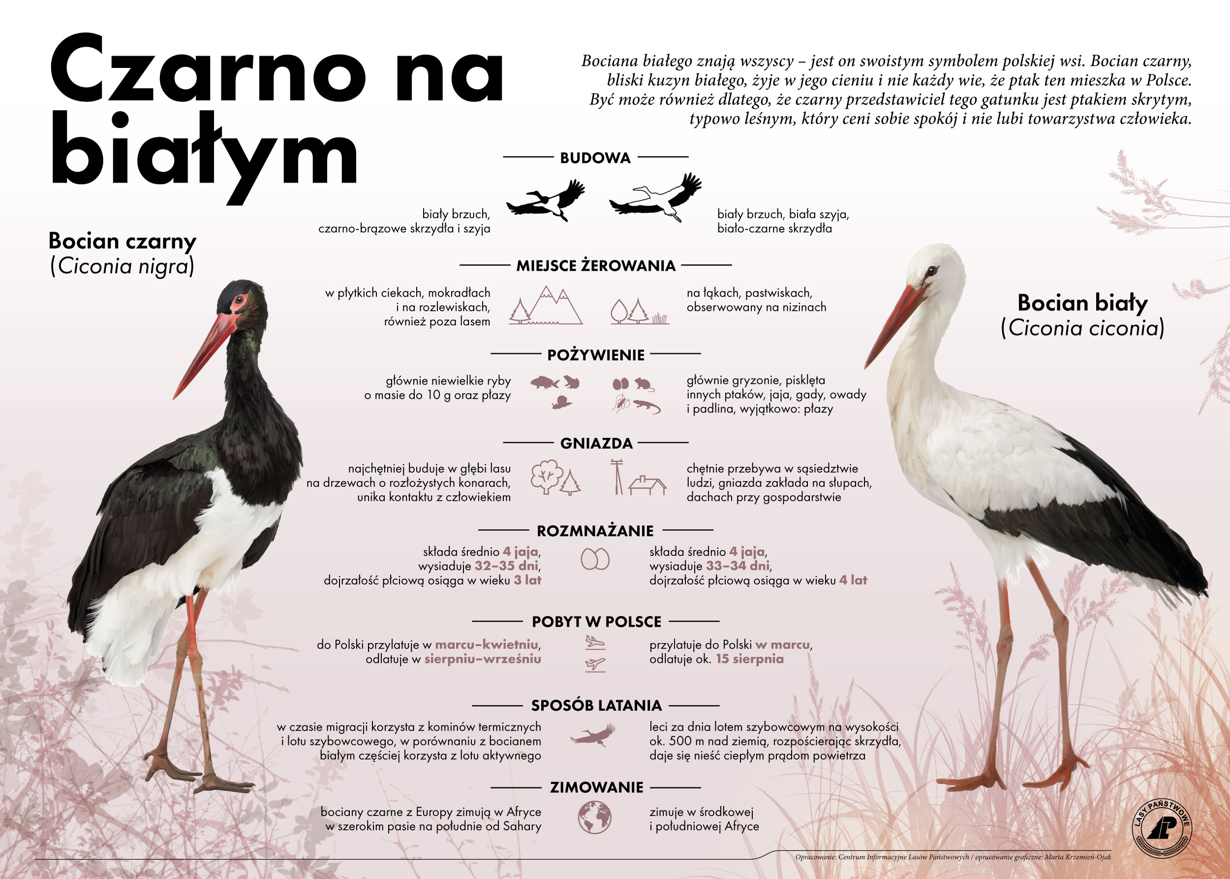 Infografika Lasów Państwowych przedstawiająca ciekawostki na temat bociana czarnego i bociana białego.