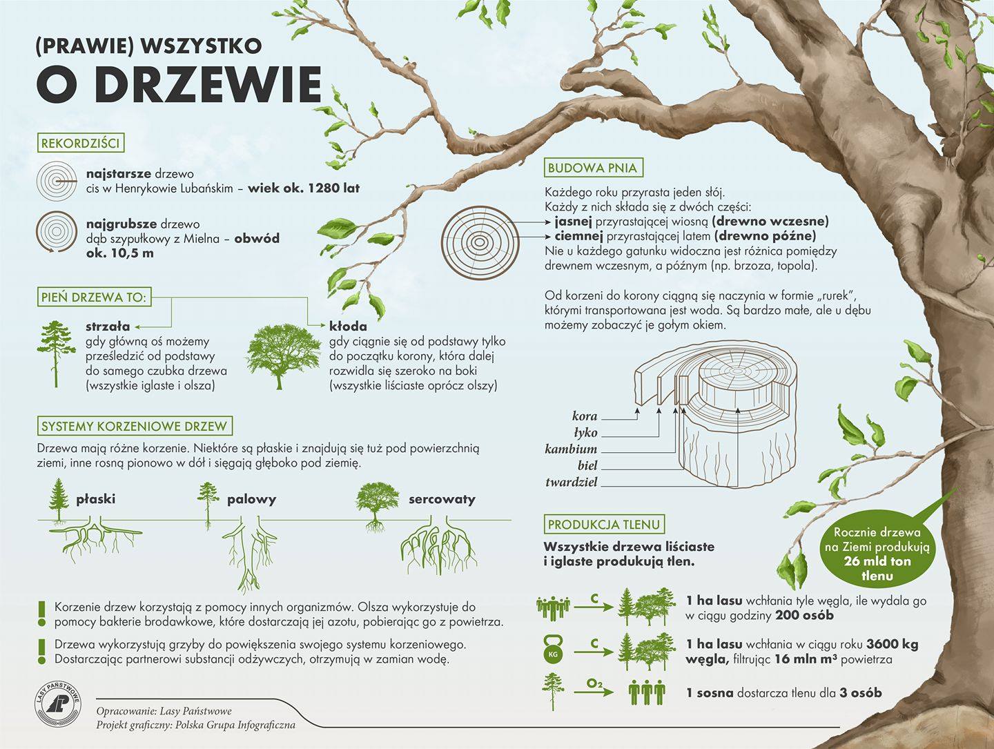 Znaczenie Roślin W życiu Człowieka Co nam dają drzewa? - Regionalna Dyrekcja Lasów Państwowych w Poznaniu