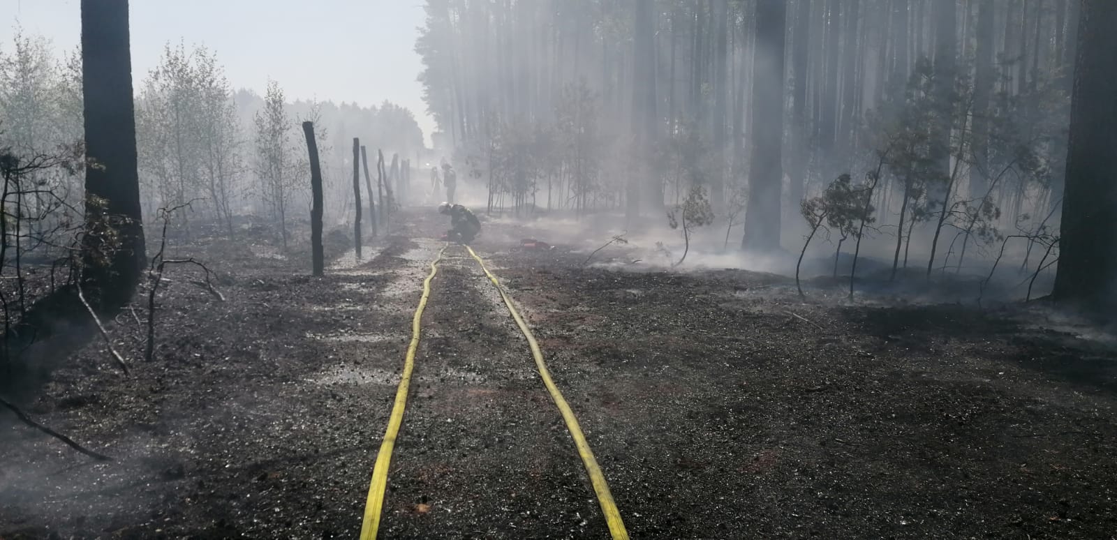 Zdjęcie przedstawia spalony las i strażaków pracujących przy wężach gaśniczych. Fot. Archiwum Nadleśnictwa Sieraków.