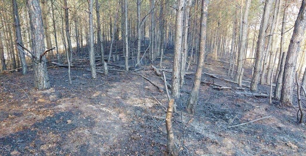Fotografia przedstawia las po podpaleniu w Nadleśnictwie Oborniki. Archiwum Nadleśnictwa Oborniki.