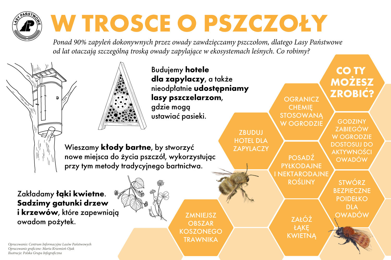 Infografika przedstawia działania leśników na rzecz ochrony pszczół.