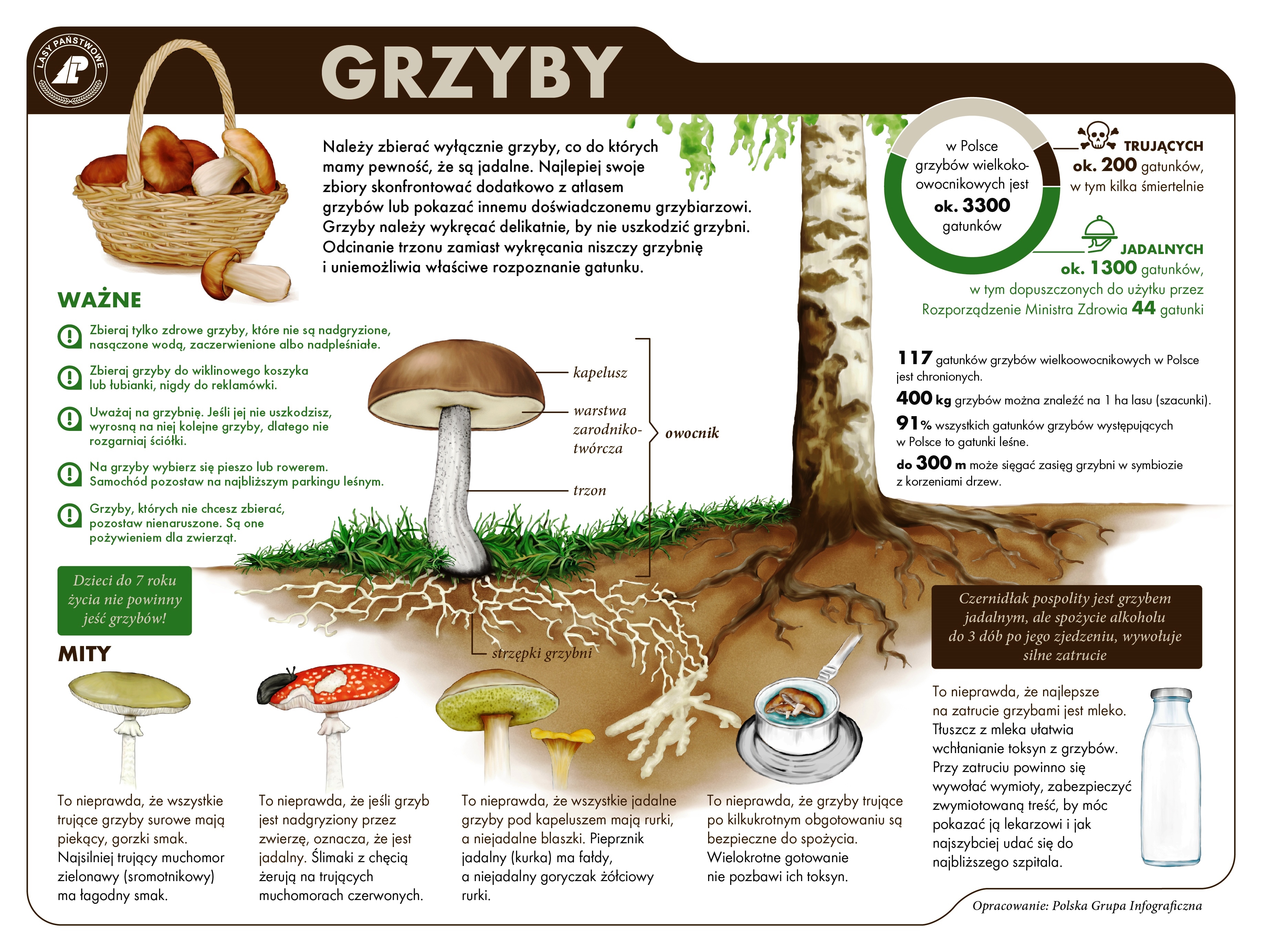 INFOGRAFIKA PRZEDSTAWIAJĄCA JAK BEZPIECZNIE ZBIERAĆ GRZYBY