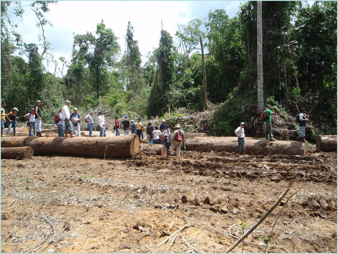 Fotografia przedstawia wylesianie Lasów Ameryki Południowej na potrzeby produkcji. (Archiwum RDLP w Poznaniu).