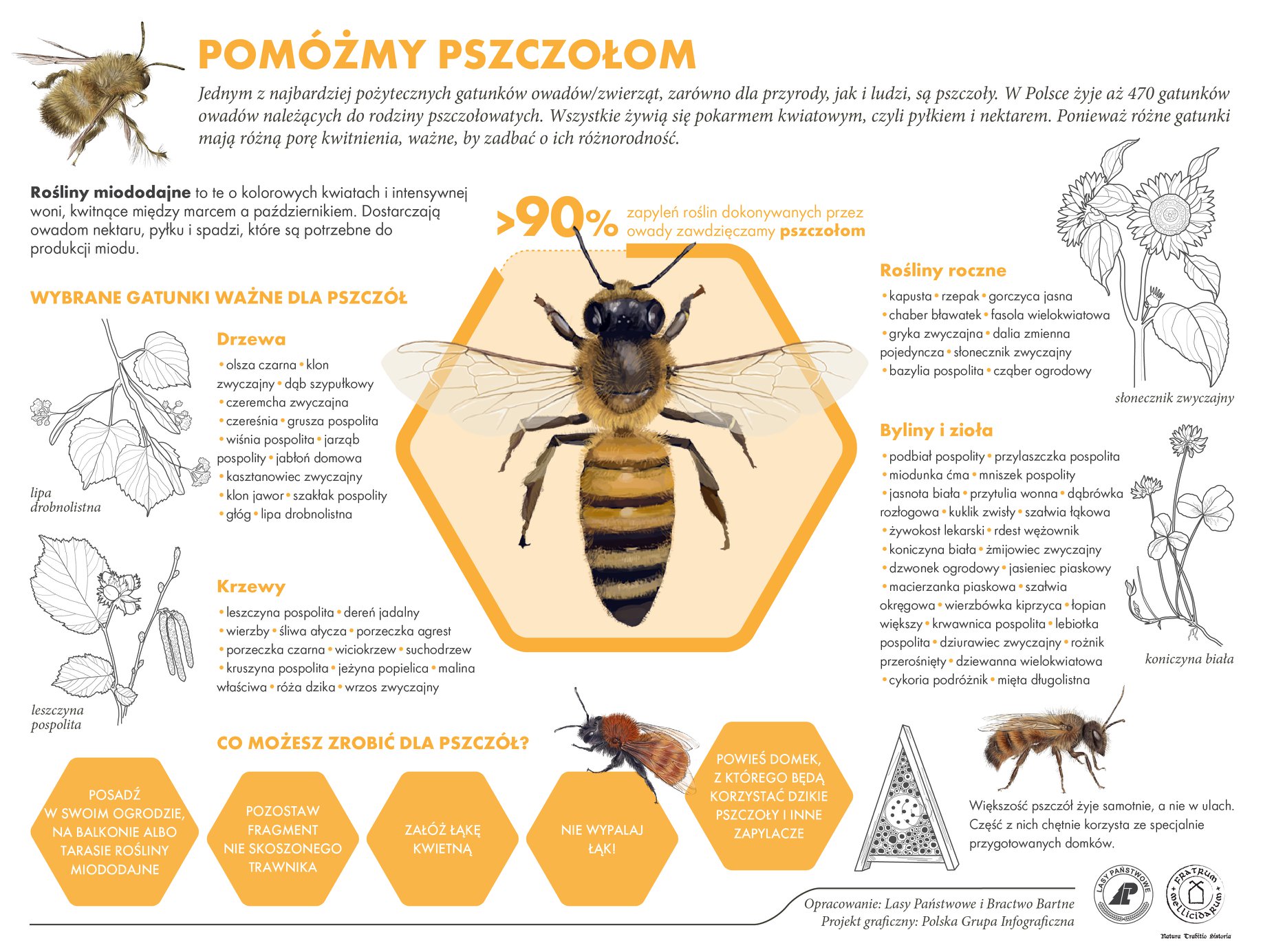 Infografika zawierająca informacje, jak można samodzielnie pomagać pszczołom. Archiwum Lasów Państwowych