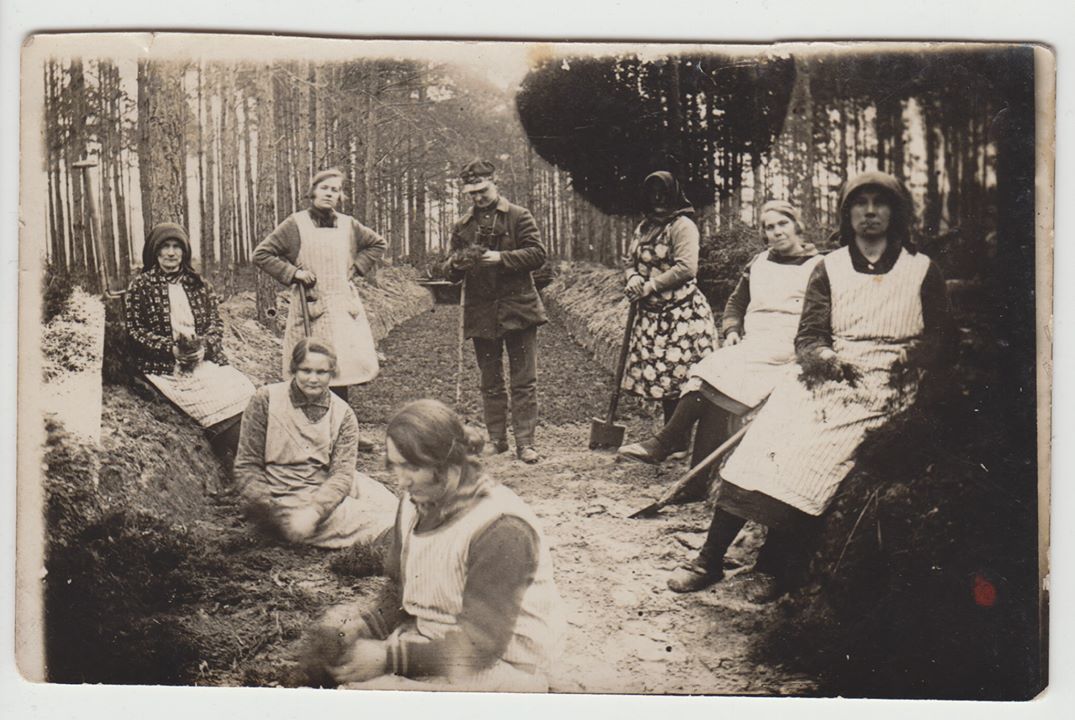 Dołowanie sadzonek.Okolice Chojna, Nadlesnictwo Bucharzewo 1928 rok. (zdj. z archiwum p. Jarosława Mikołajczaka)