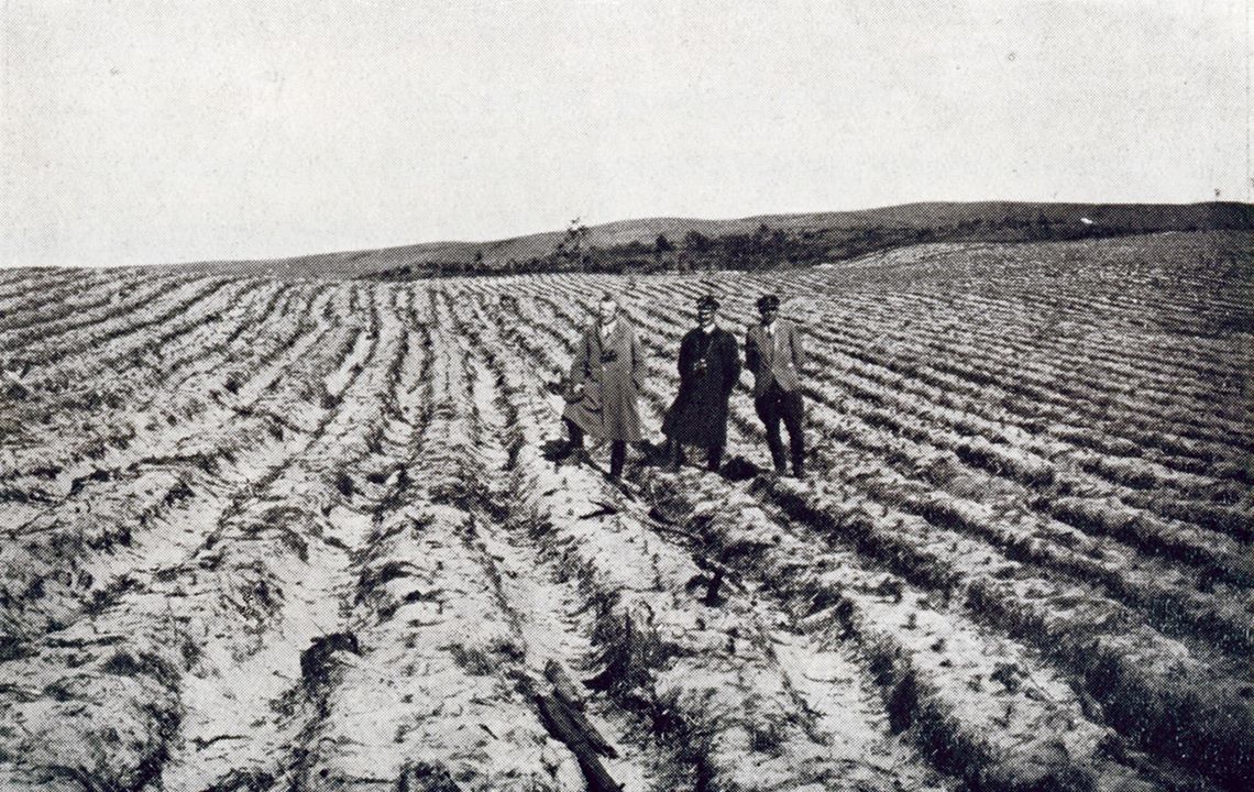 Uprawa sosny na grobelkach wykonanych ręcznie. Lesnictwo Głuchowiec 1930 rok. (zdj. z pracy L. Mroczkiewicza)