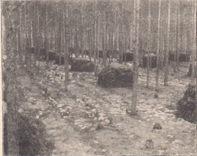 Kopce zgrabionej ściółki leśnej z poczwarkami strzygoni. Przejaw desperackiej i niestety przegranej walki z klęską (Ilustracja Polska 1933)