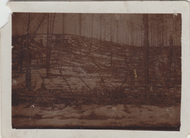 Jedno z nielicznych zdjęć przedstawiające drzewostan Puszczy Noteckiej po gradacji sówki choinówki około 1927 r. (Archiwum prywatne p. Jarosława Mikołajczaka)