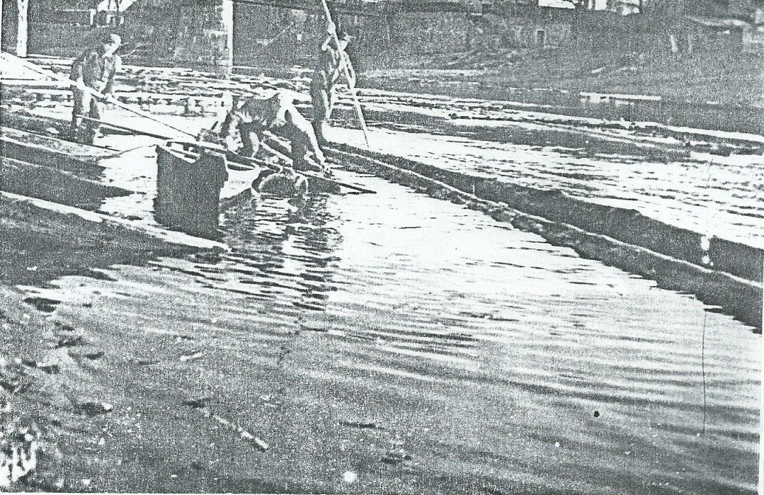 Spławianie pozyskanego drewna Wartą 1929 rok (fot. archiwum Nadleśnictwa Sieraków).