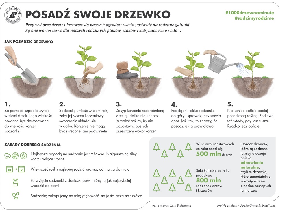 Infografika Posadź swoje drzewko. Źródło: Lasy Państwowe