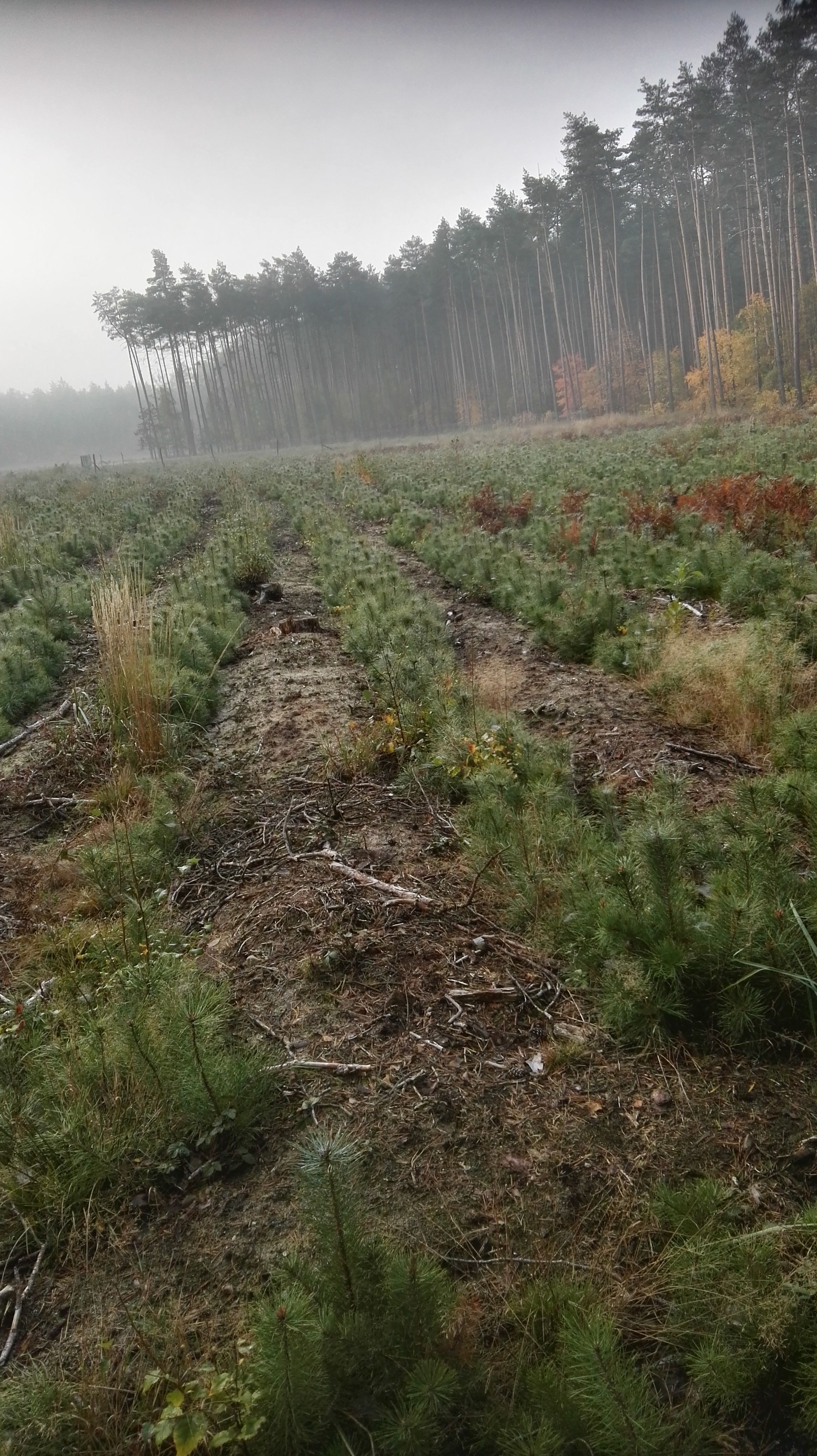 Fotografia przedstawia uprawę sosny zwyczajnej z odnowienia naturalnego. Fot. Waldemar Szewczyk (Nadleśnictwo Karczma Borowa).