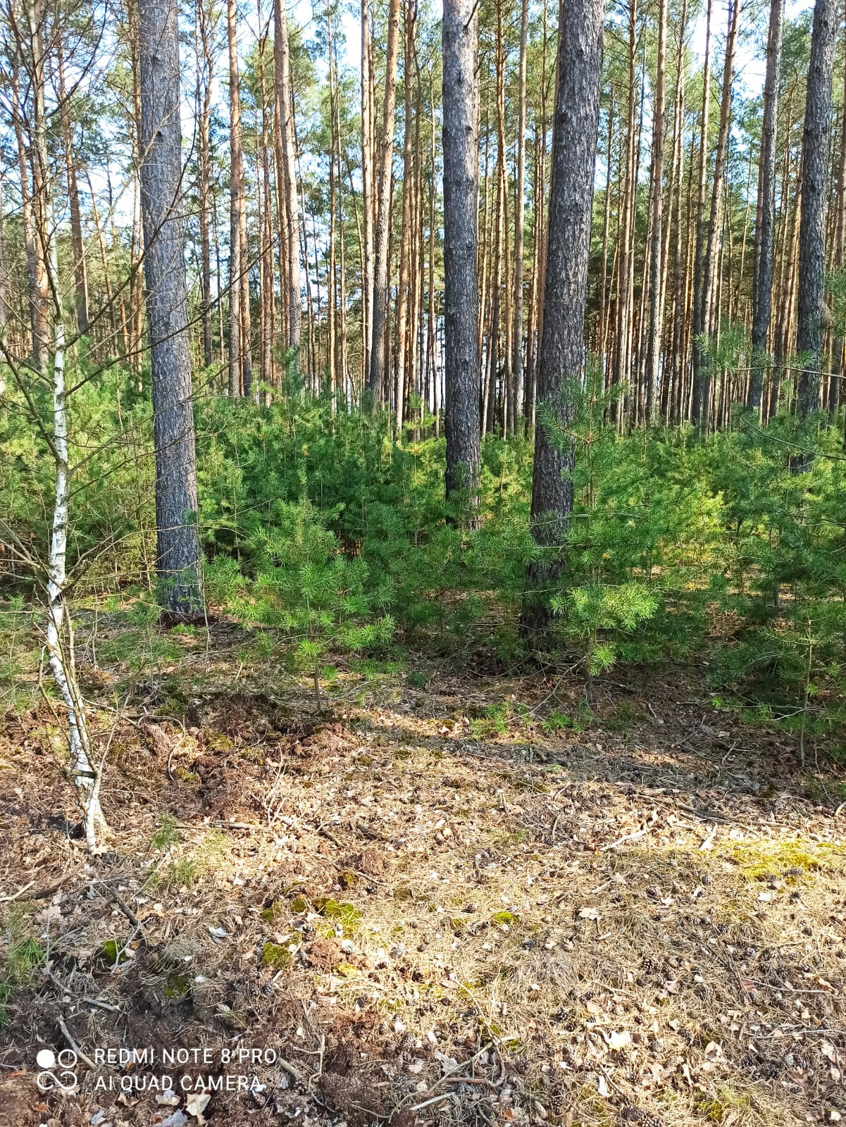 Na fotografii naturalne odnowienie sosny zwyczajnej pod okapem dojrzałego drzewostanu. Fot. Jacek Szaj RDLP w Poznaniu.