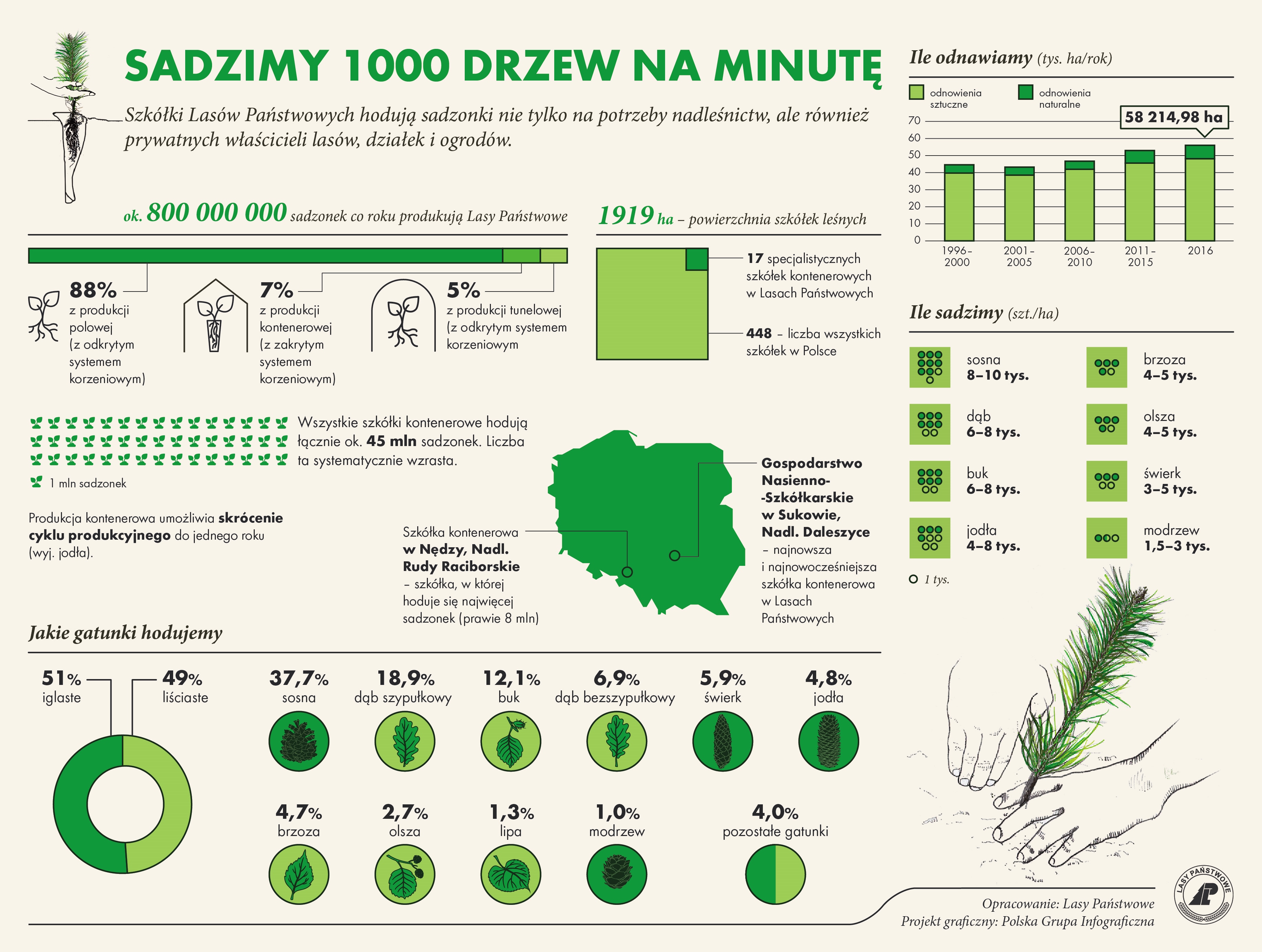 Infografika przedstawia dane empiryczne dotyczące sadzenia drzew w Lasach Państwowych. Źródło PGL LP.