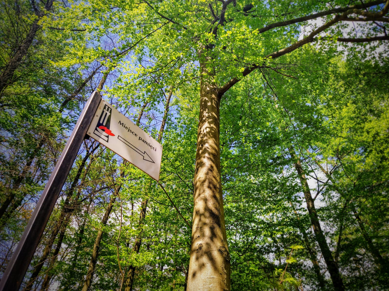 Fotografia przedstawia znak kierunkowy do miesca pamięci w lesie. Fot. Beata Kątna (Nadleśnictwo Kalisz).