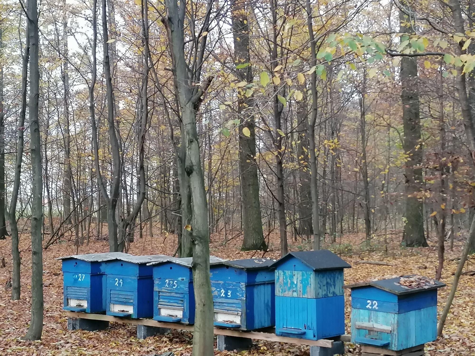 Fot. J. Oleszyńska - Niżniowska. Zdjęcie przestawia niebieskie ule ustawione na tle jesiennego lasu.