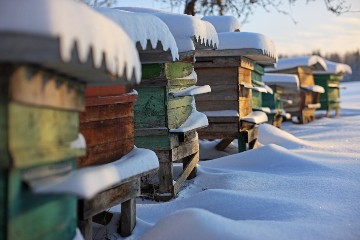 Fot. Shutterstock. Zdjęcie przedstawia kolorowe ule pokryte śniegiem.