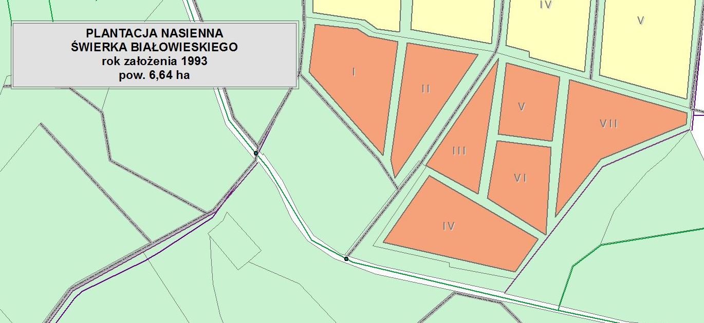 Mapa przedstawia plantację nasienną świerka pospolitego w Nadleśnictwie Pniewy.