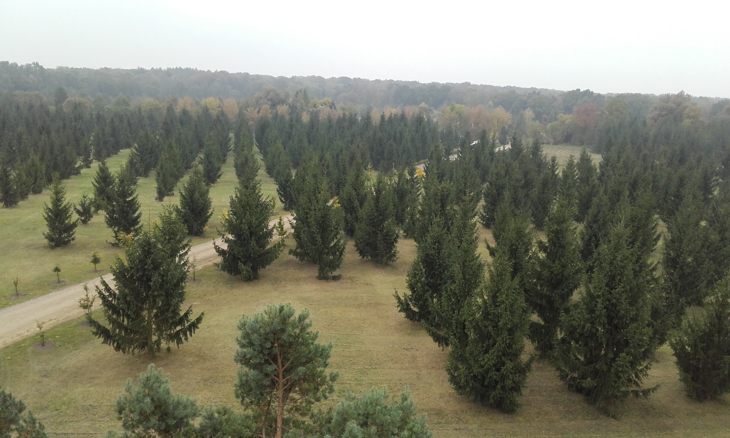 Zdjęcie przedstawia plantację nasienną w Nadleśnictwie Pniewy. Archiwum Nadleśnictwa Pniewy.