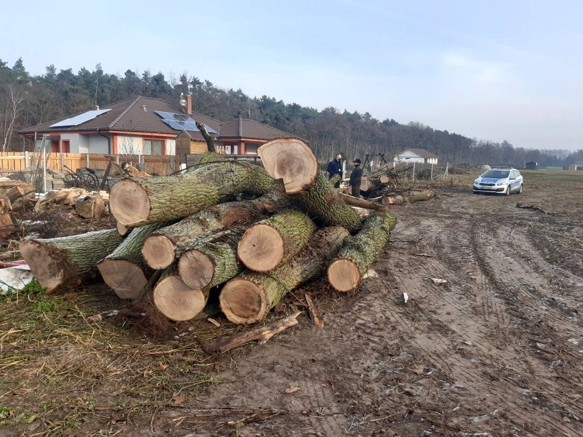 Fot. Straż Leśna z Nadleśnictwa Czerniejewo. Zdjęcie przedstawia kłody skradzionego drewna. 