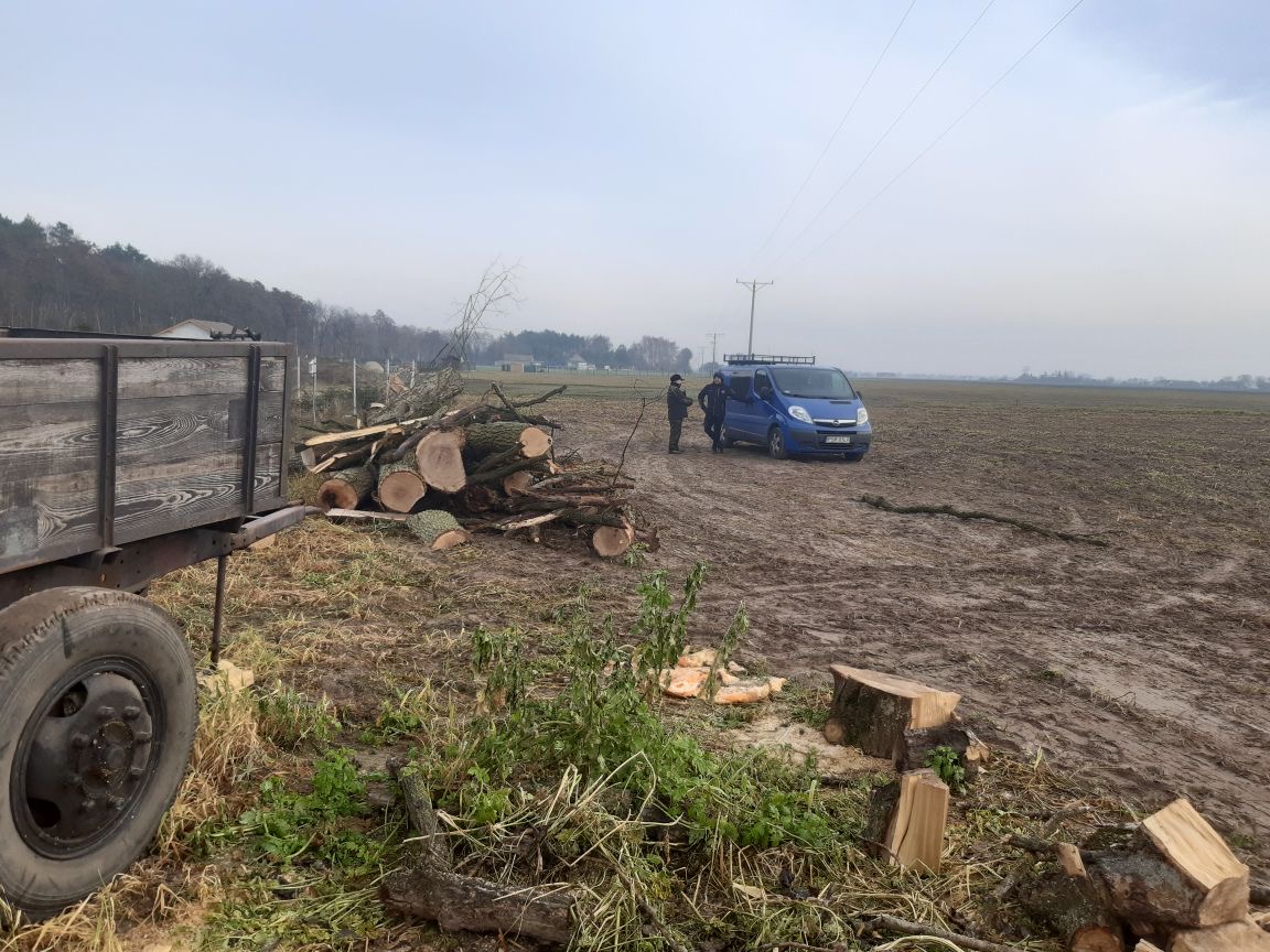 Fot. Straż Leśna z Nadleśnictwa Czerniejewo. Zdjęcie przedstawiające skradzione drewno, w miejscu składowania.  