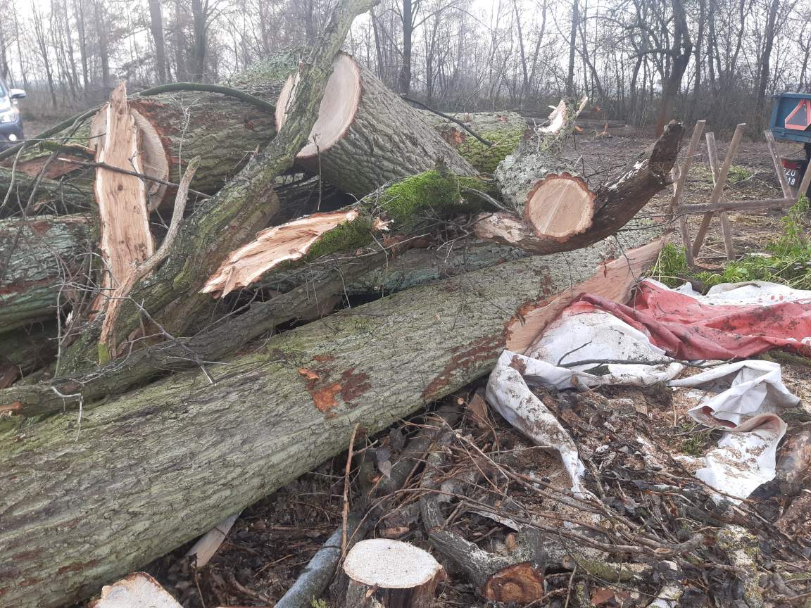 Fot. Straż Leśna z Nadleśnictwo Czerniejewo. Zdjęcie przedstawia skradzione kłody drewna. 