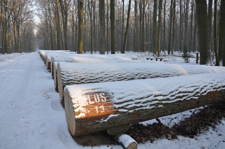 Fotografia przedstawia dęby na aukcję. Archiwum RDLP w Poznaniu.