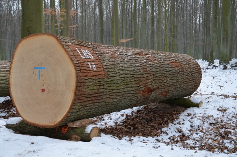 Fotografia przedstawia drewno dębowe na aukcję. Archiwum RDLP w Poznaniu.