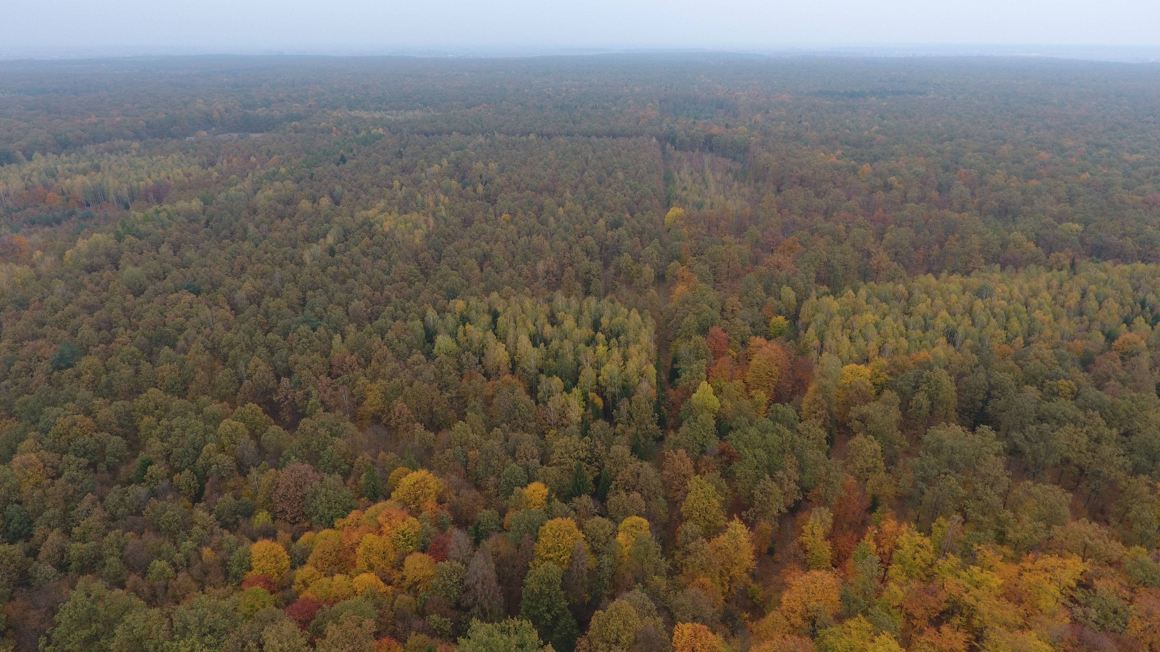 Fotografia przedstawia dąbrowy krotoszyńskie. Archiwum RDLP w Poznaniu.