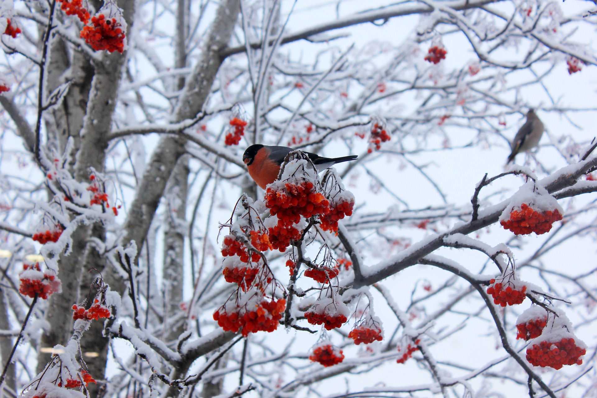 Fotografia przedstawia gila siedzącego na jarzębie oprószonym śniegiem. Źródło: Pixabay. 