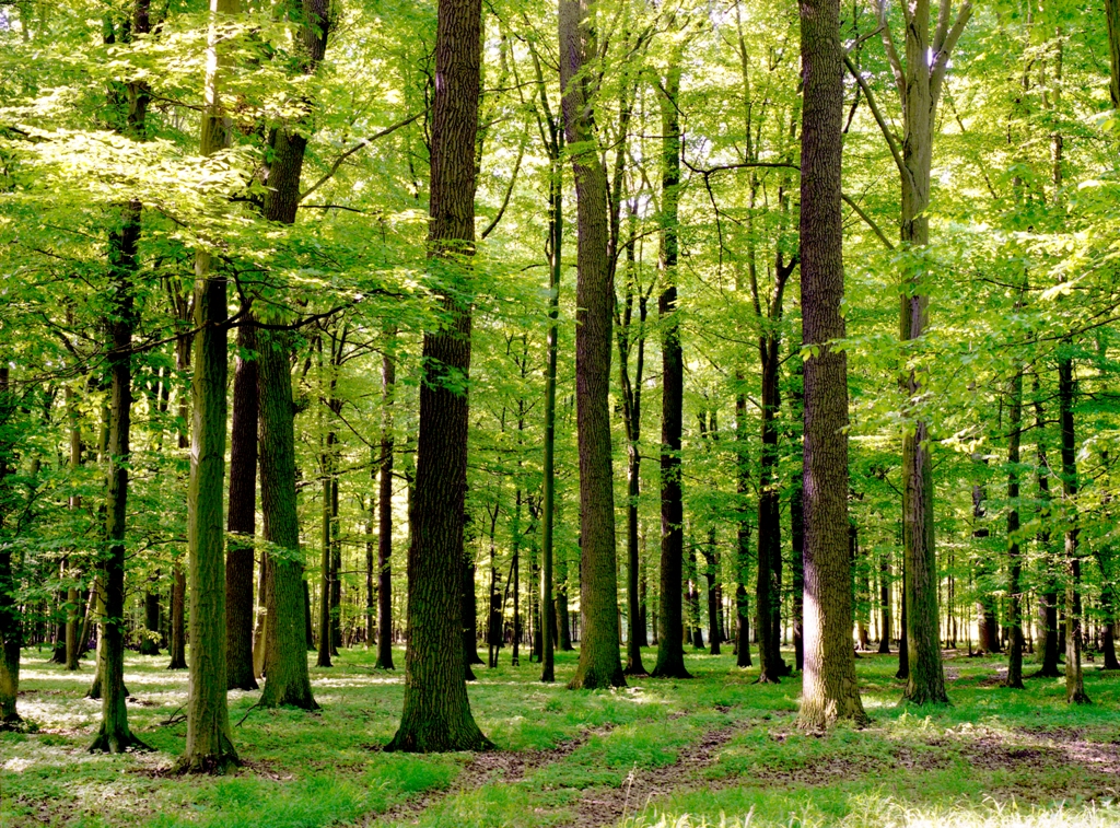 Дубовый лес, фото: Архив RDSF в Познани