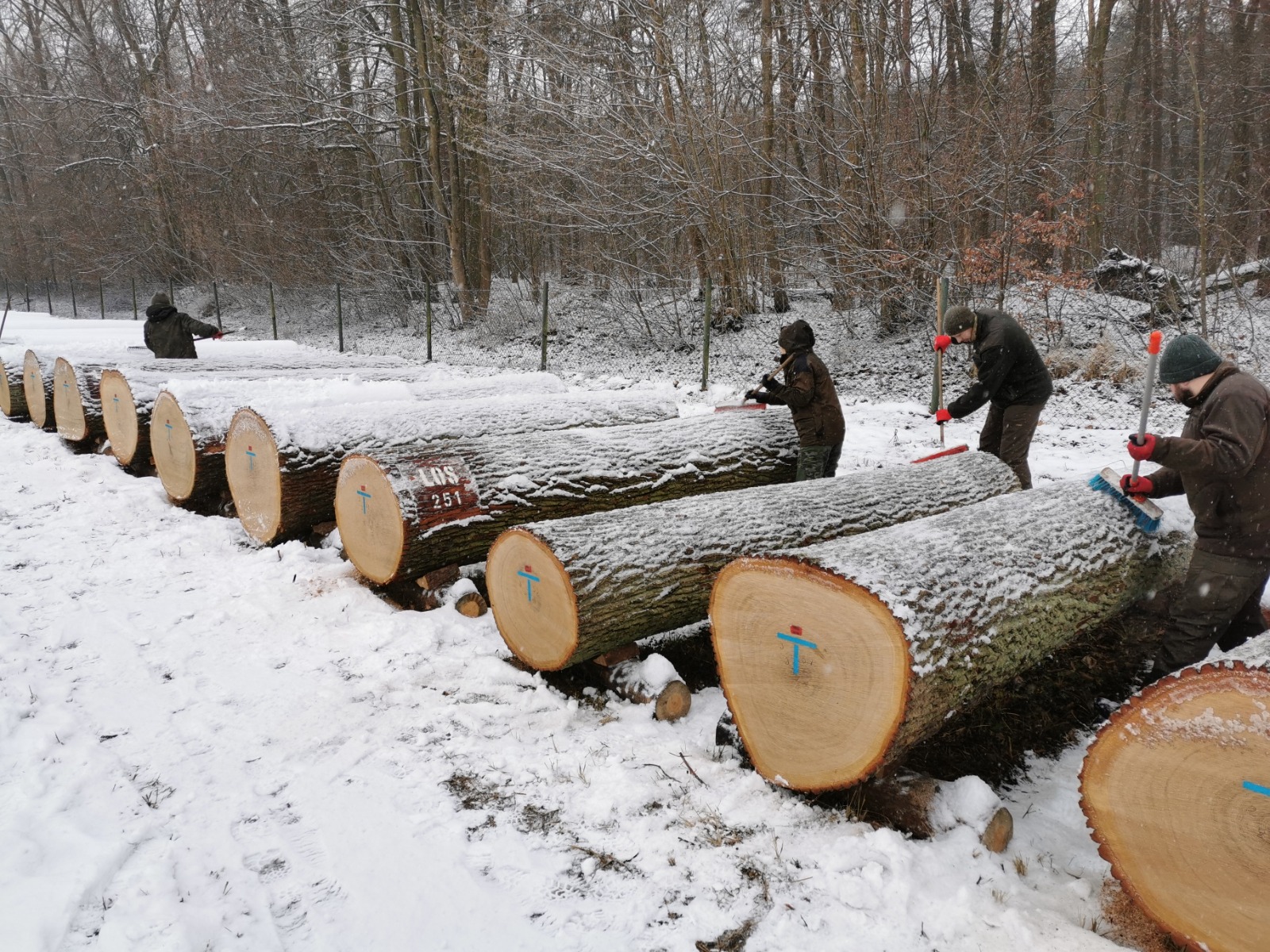 Fotografia przedstawia przygotowania do submisji cennego drewna dębowego. Archiwum RDLP w Poznaniu.