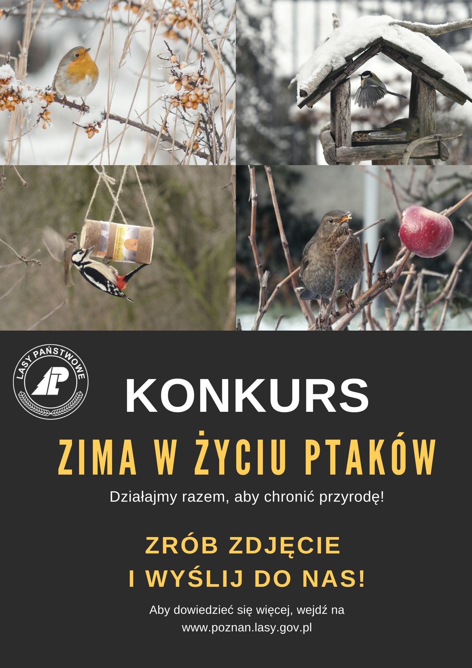 Plakat zapowiadający konkurs "Zima w życiu ptaków".