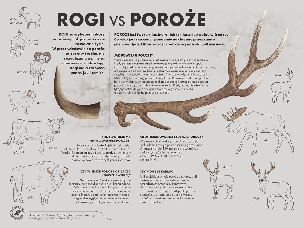 Infografika przedstawiająca różnice pomiędzy rogami a porożem. Źródło: CILP.