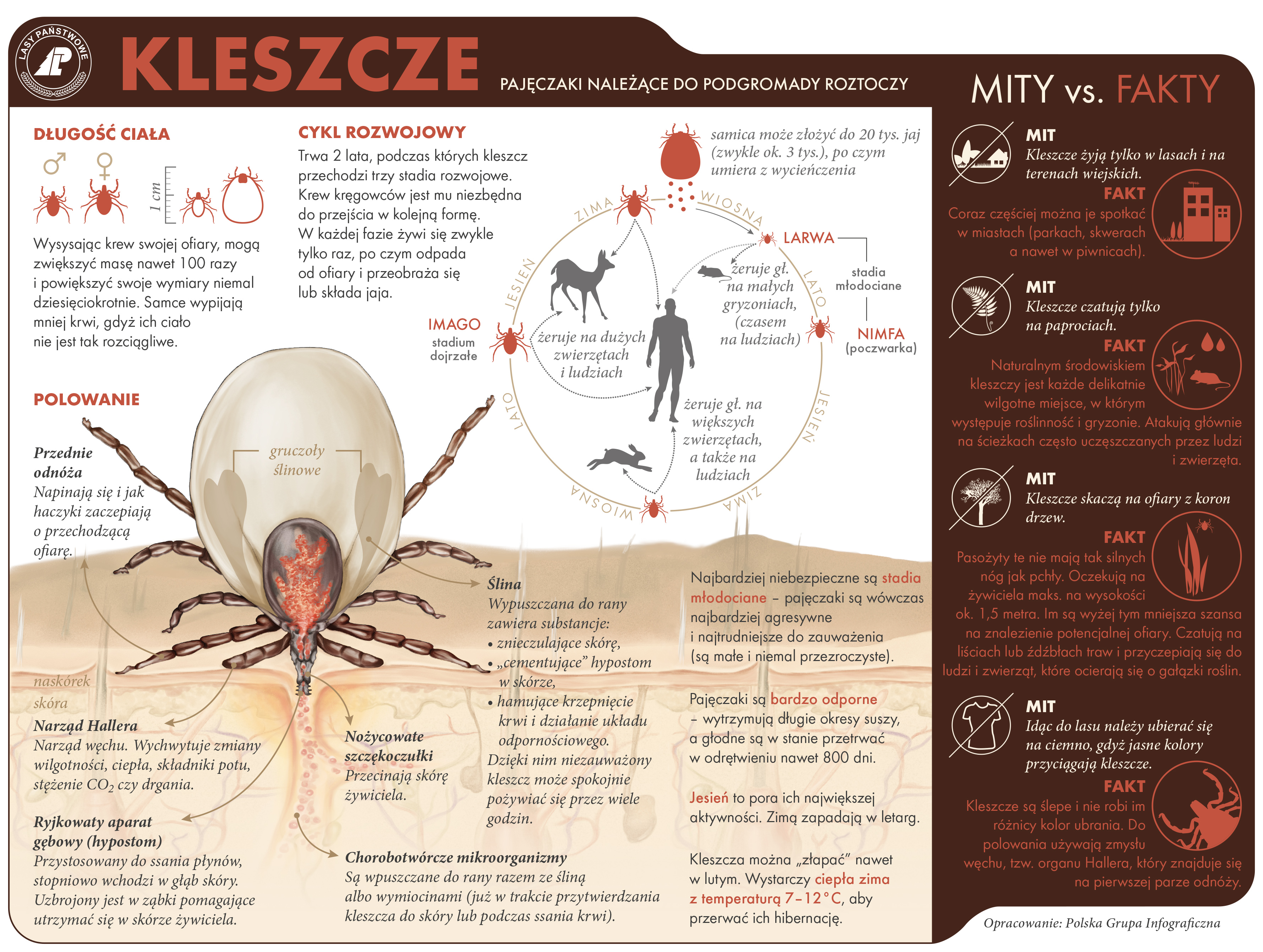 Infografika dotycząca kleszczy przygotowana przez CILP - opracowanie Polska Grupa Graficzna. 