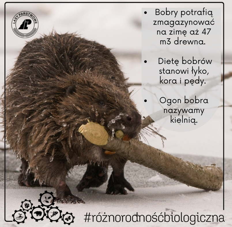 Grafika przedstawia wybrane ciekawostki z życia bobrów. Projekt:Canva.com