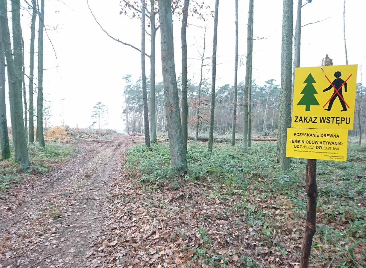 Fotografia przedstawia znak "zakaz wstępu ścinka drzew". Archiwum Nadleśnictwa Babki.