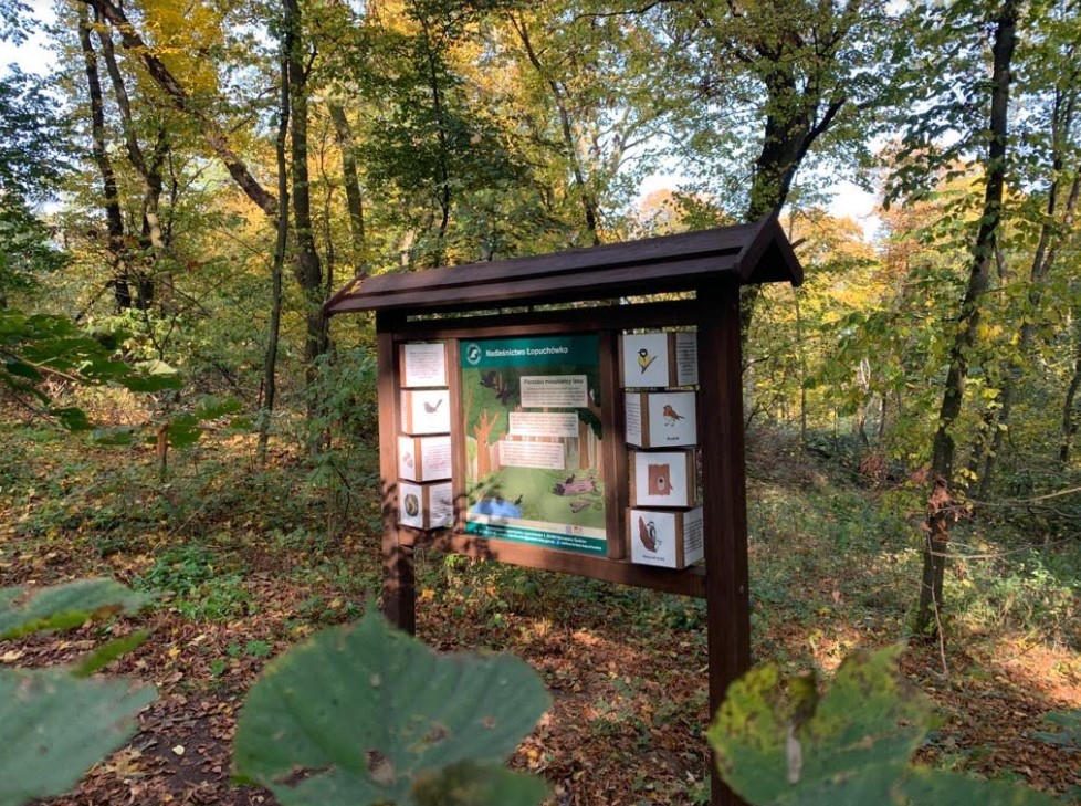 Fotografia przedstawia tablicę edukacyjną. Archiwum Nadleśnictwa Łopuchówko. 