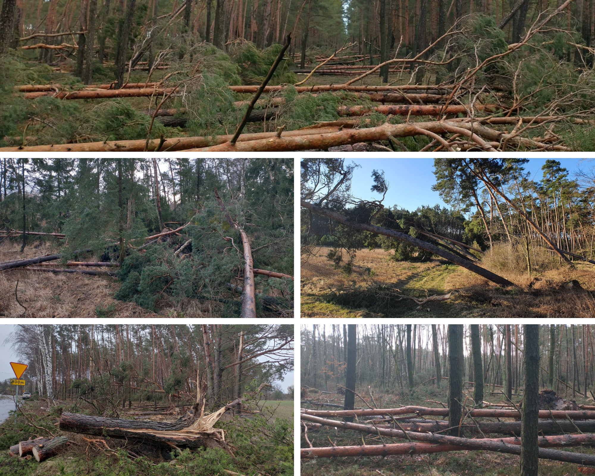 Zdjęcie przedstawia kolaż fotografii ukazujących szkody wyrządzone w lasach przez wichurę. Fot. pracownicy Nadleśnictwa Grodziec