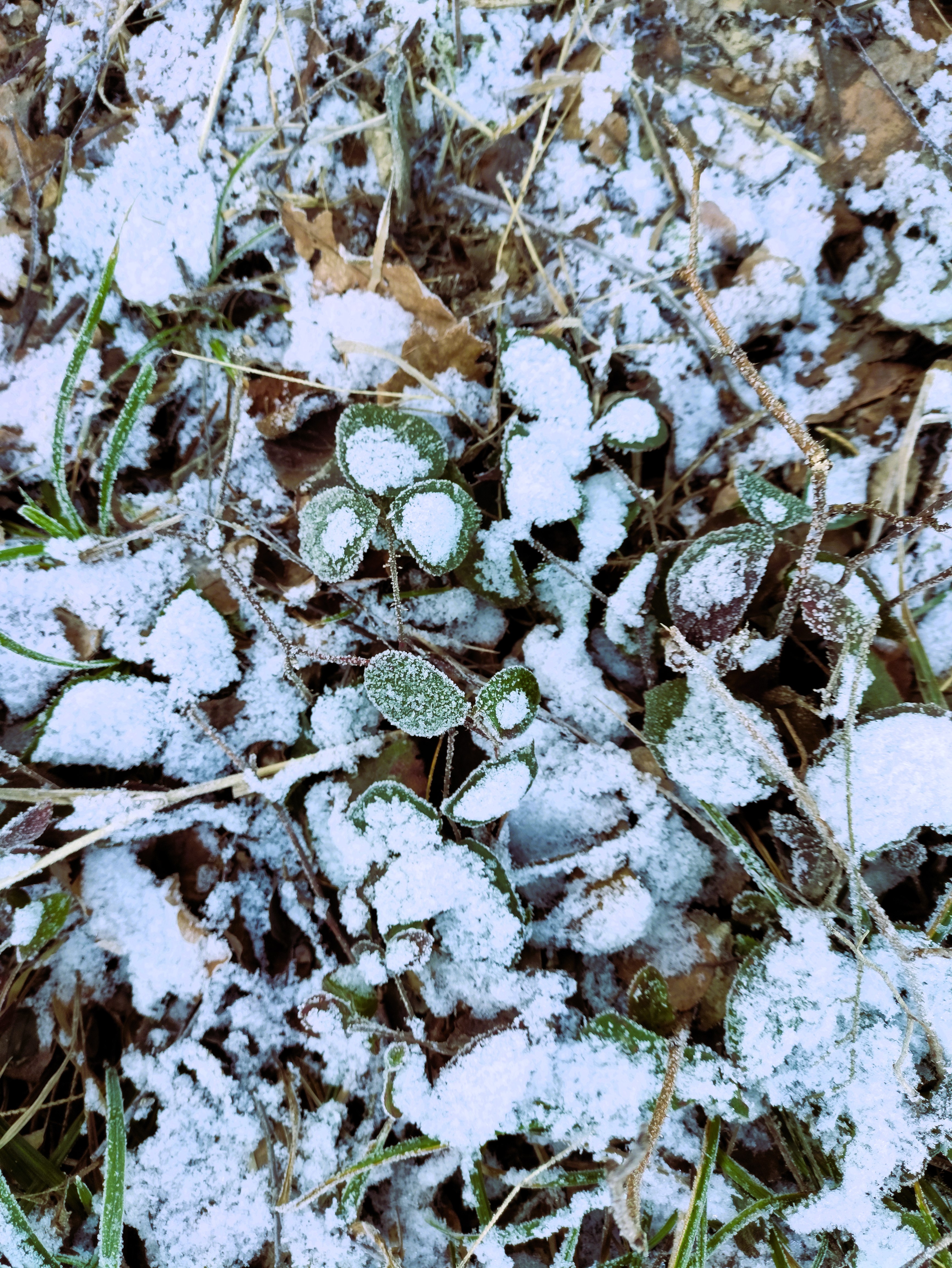 Zdjęcie przedstawia zaśnieżone suche rośliny i liście. Fot. Archiwum RDLP w Poznaniu