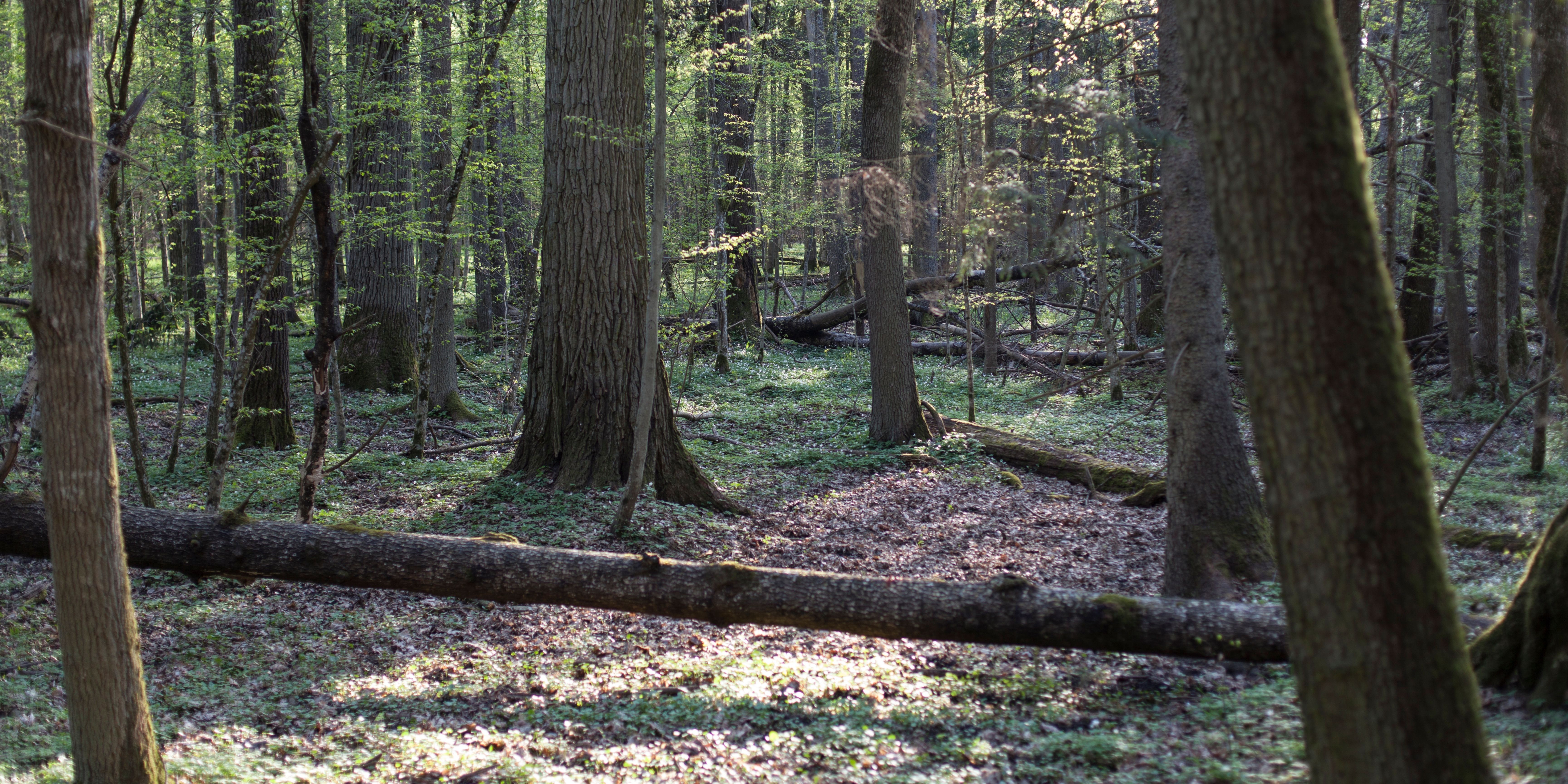 Zdjęcie przedstawia fragment Puszczy Białowieskiej. Fot. Canva