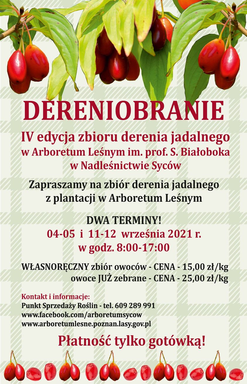 Plakat informujący o zbiorach derenia jadalnego w Arboretum Leśnym w Nadleśnictwie Syców. Fot. Archiwum Nadleśnictwa Syców.