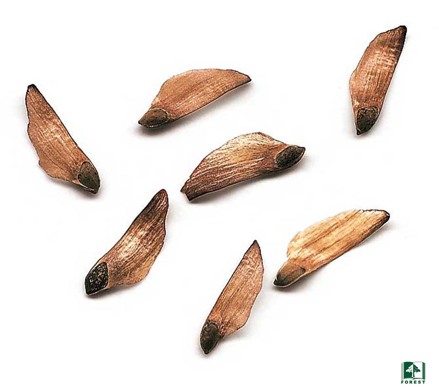 Zdjęcie przedstawia nasiona sosny pospolitej. Fot. Archiwum Lasów Państwowych.