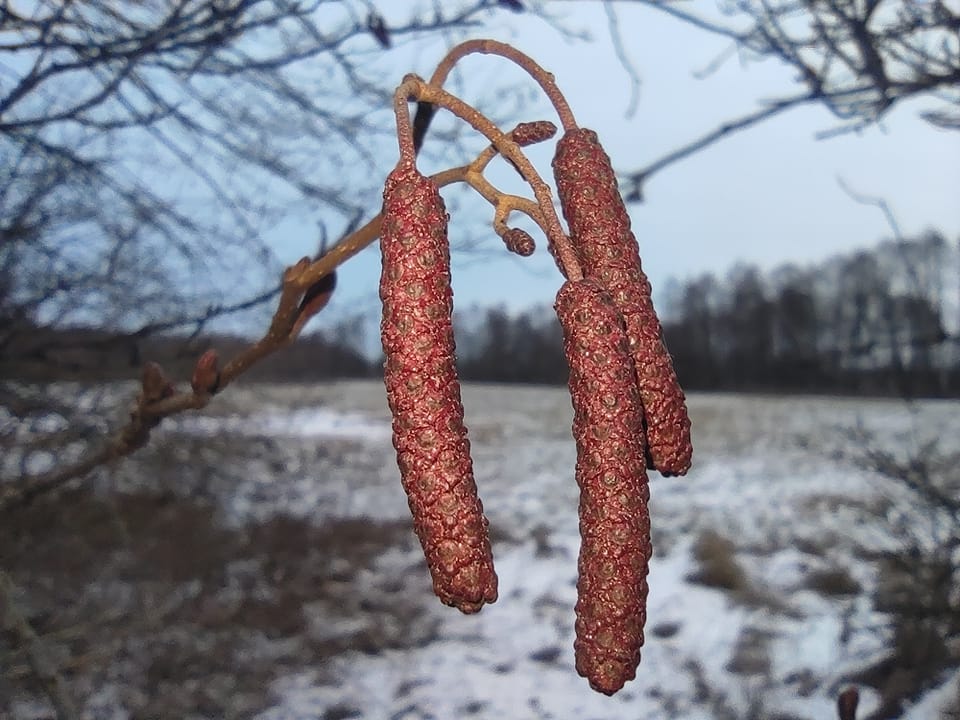 Zdjęcie przedstawia kwiatostany - kotki olszy. Fot. Michał Matłoka