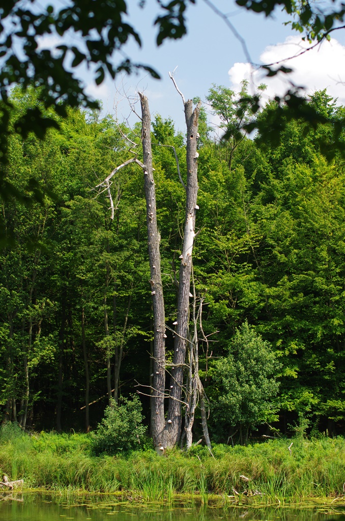 Fotografia przedstawia dziuplaste drzewo. Fot. Jakub Wojdecki (Nadleśnictwo Jarocin).