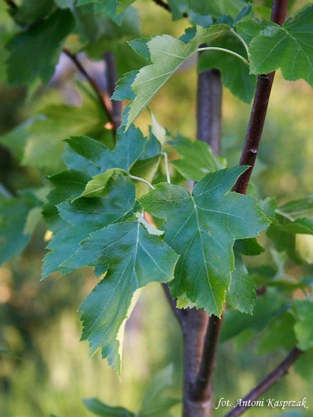 Fotografia przedstawia gałęzie i liście Jarzębu brekinia. Fot. Antoni Kasprzak 