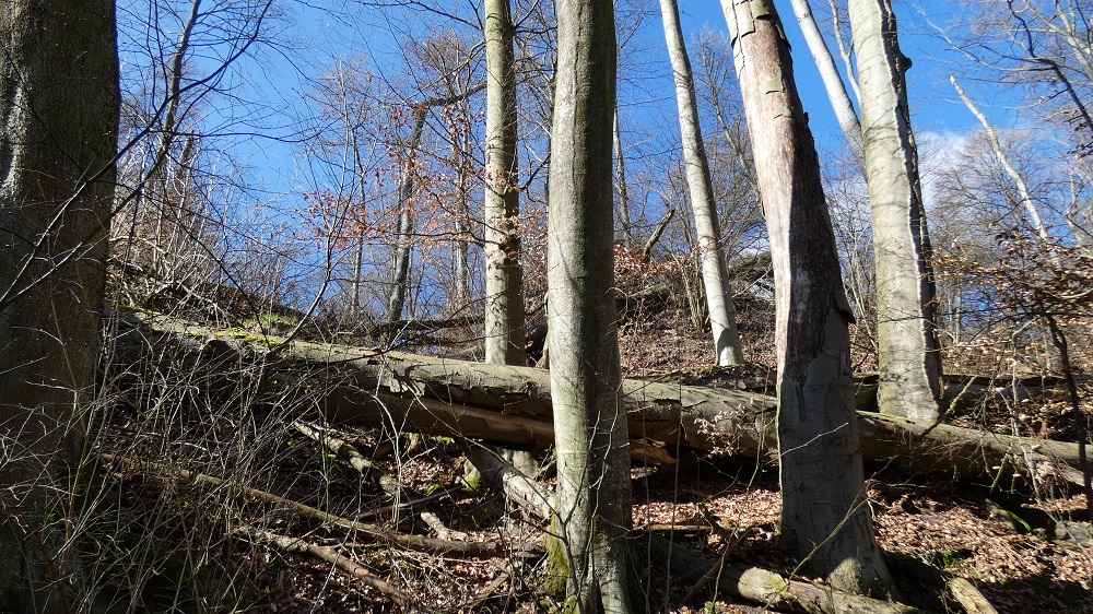 Fotografia przedstawia buki rosnące na terenie Rezerwatu Przyrody "Buki nad Jeziorem Lutomskim". Fot. Ryszard Jaskuła (UTW Sieraków).