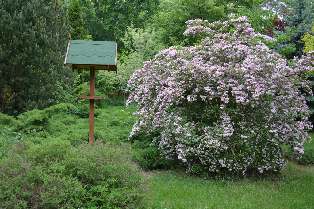 Fotografia przedstawia mini arboretum w Krzyżowcu. Fot. Archiwum Nadleśnictwa Włoszakowice.