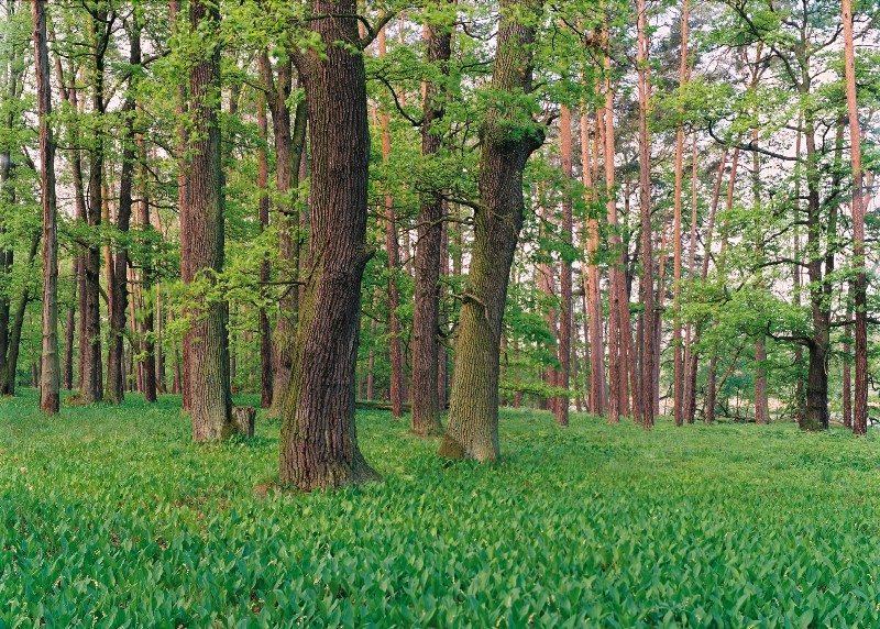 Na fotografii las i konwalie Wyspy Konwaliowej. Fot. Krzysztof Moroz (Nadleśnictwo Kościan)